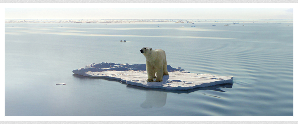 polar bear